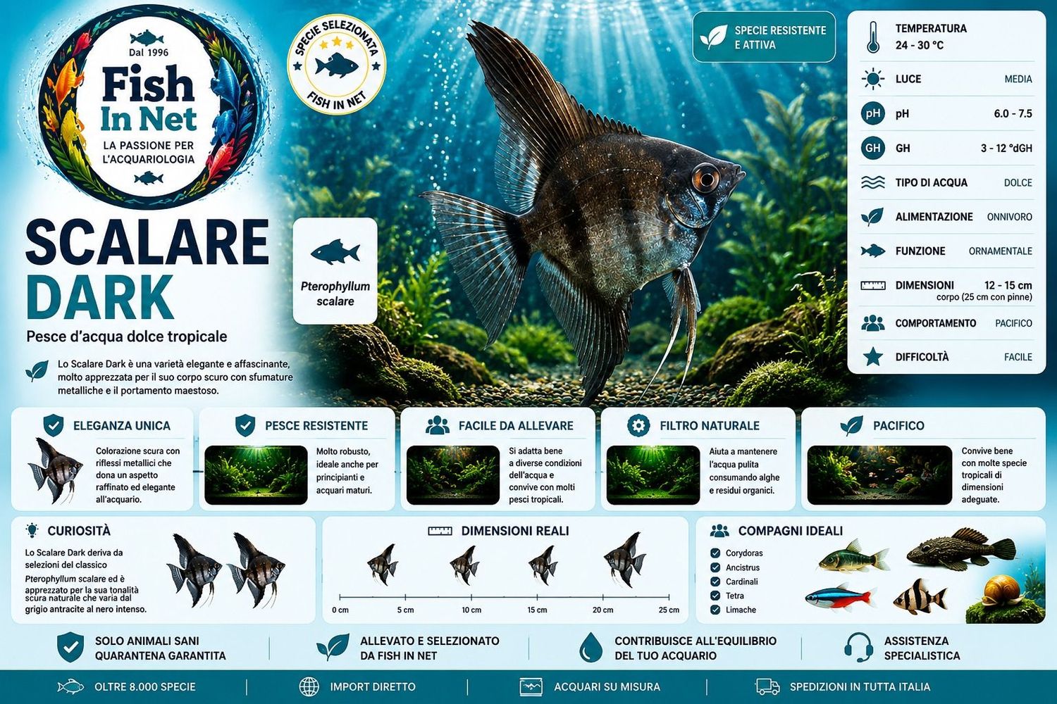 SCALARE DARK MIX sm SCALARE DARK MIX sm