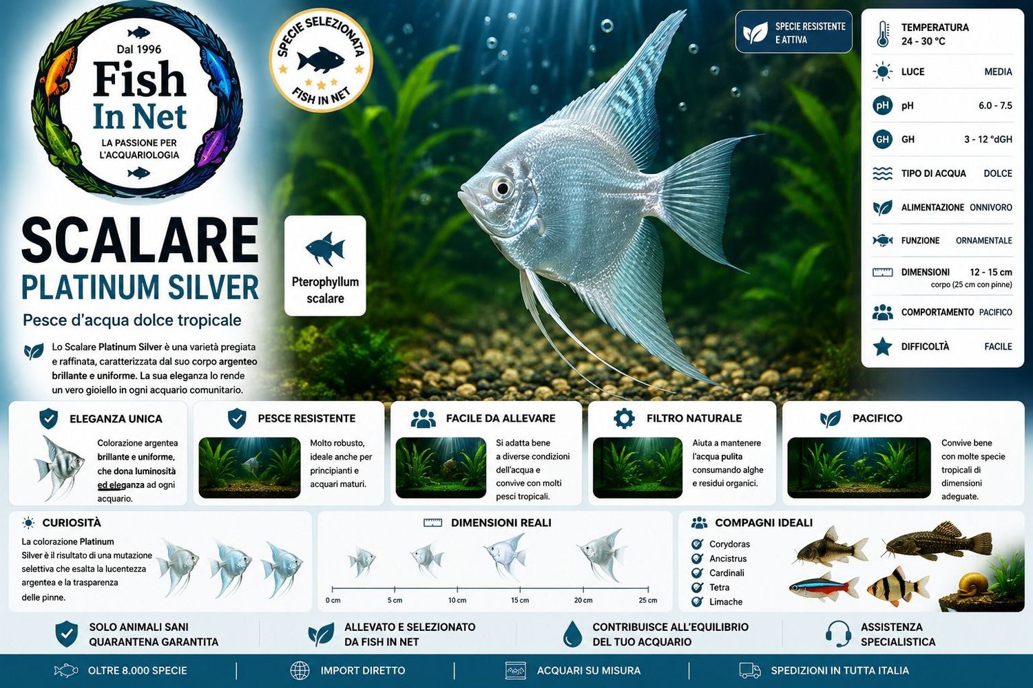 SCALARE PLATINUM SILVER SM SCALARE PLATINUM SILVER SM