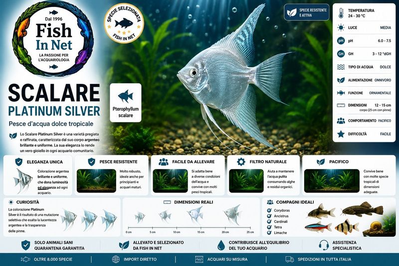 SCALARE PLATINUM SILVER SM SCALARE PLATINUM SILVER SM