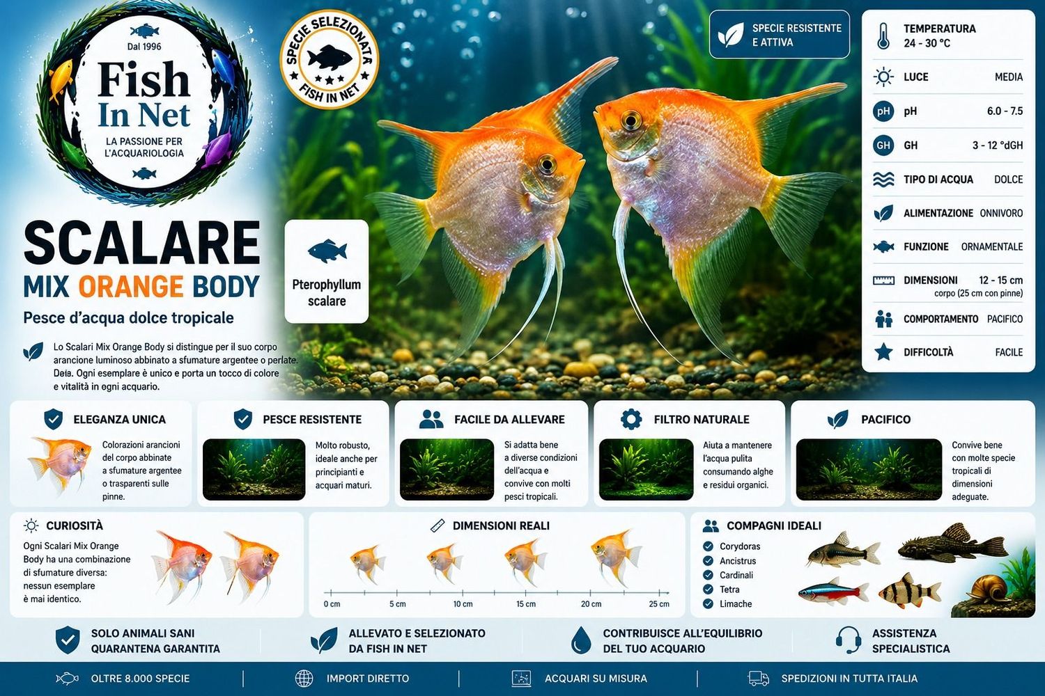 SCALARE MIX 7/8  cm