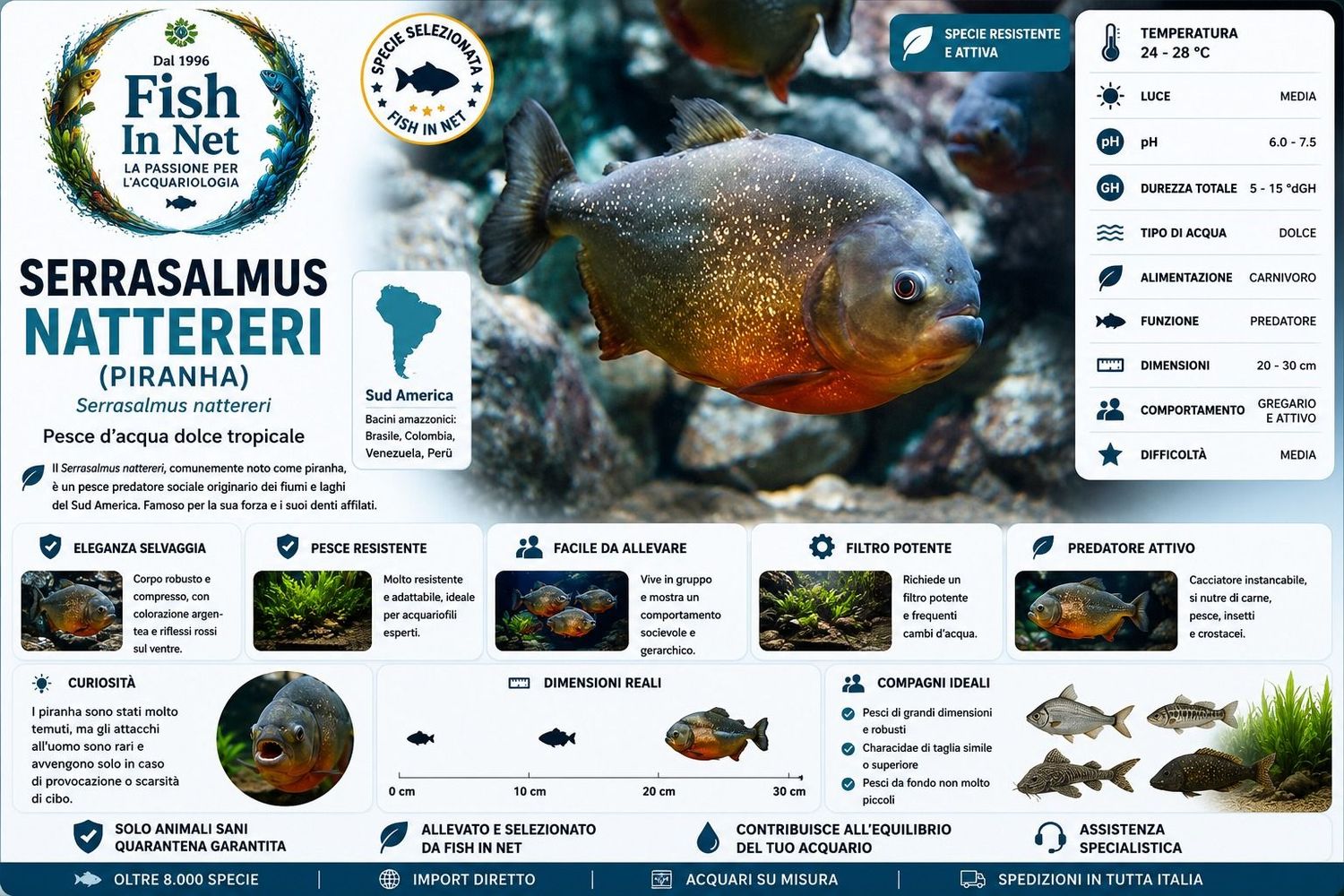 SERRASALMUS NATTERERI (pirana) SERRASALMUS NATTERERI (pirana)