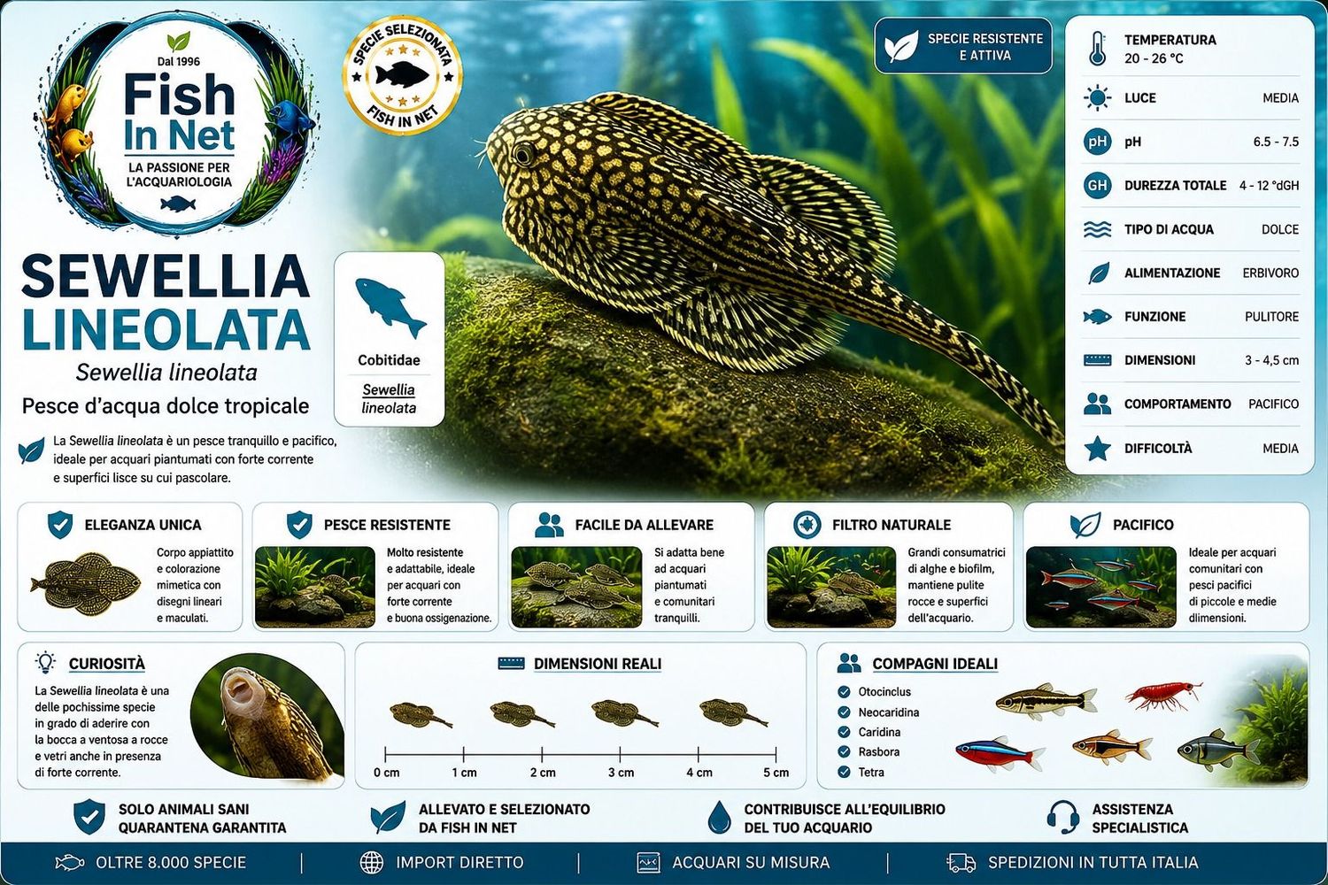 SEWELLIA LINEOLATA SEWELLIA LINEOLATA