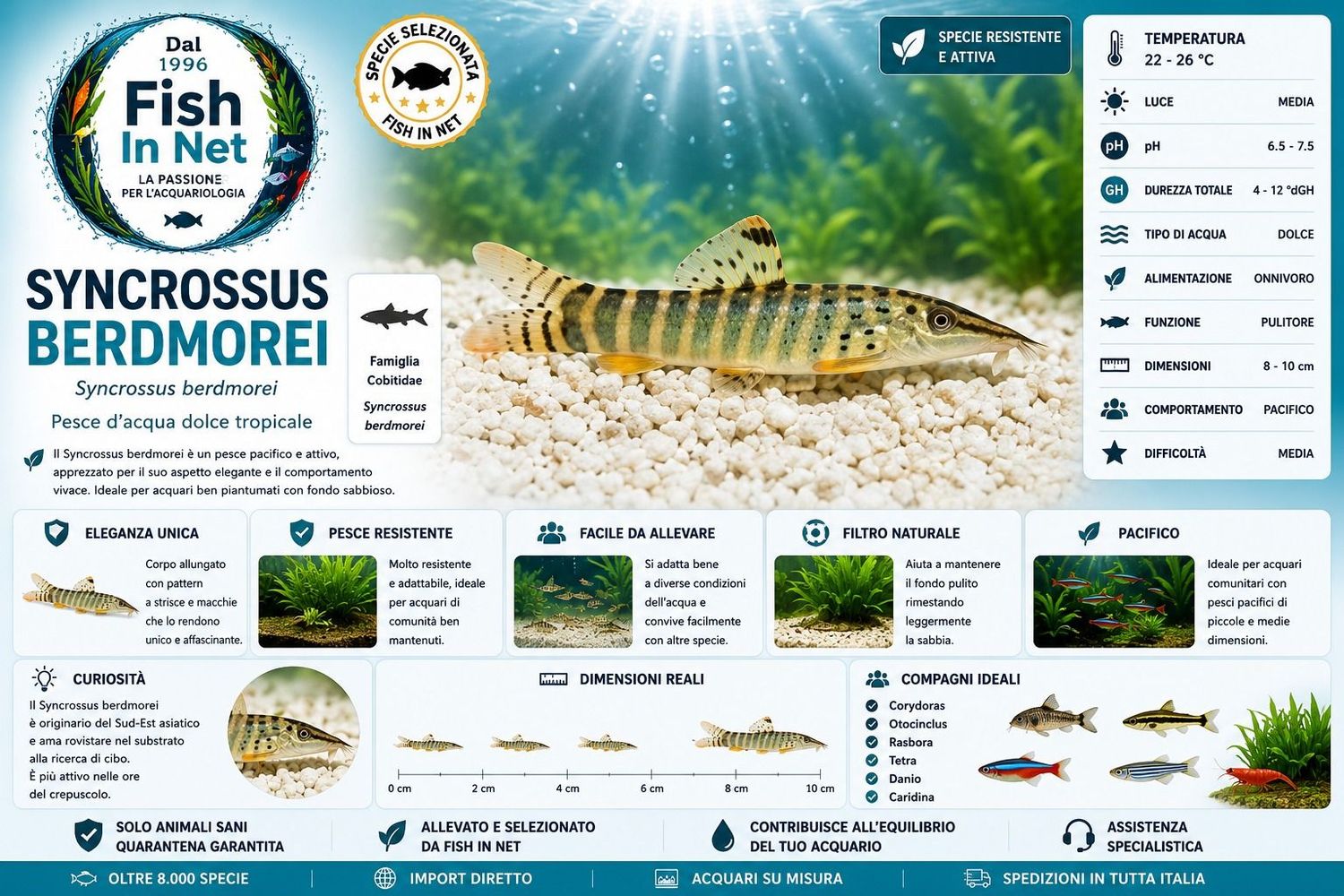 SYNCROSSUS BERDMOREI SYNCROSSUS BERDMOREI