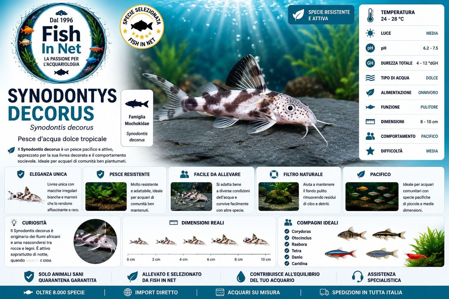 SYNODONTYS DECORUS SYNODONTYS DECORUS