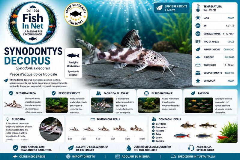 SYNODONTYS DECORUS
