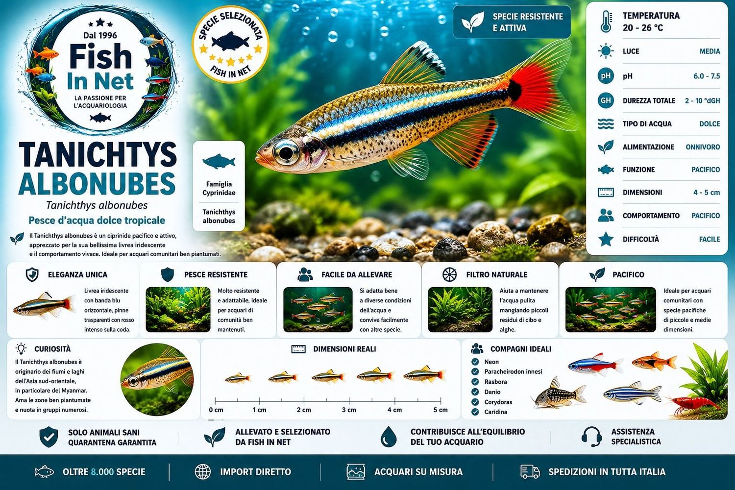 TANICHTYS ALBONUBES TANICHTYS ALBONUBES