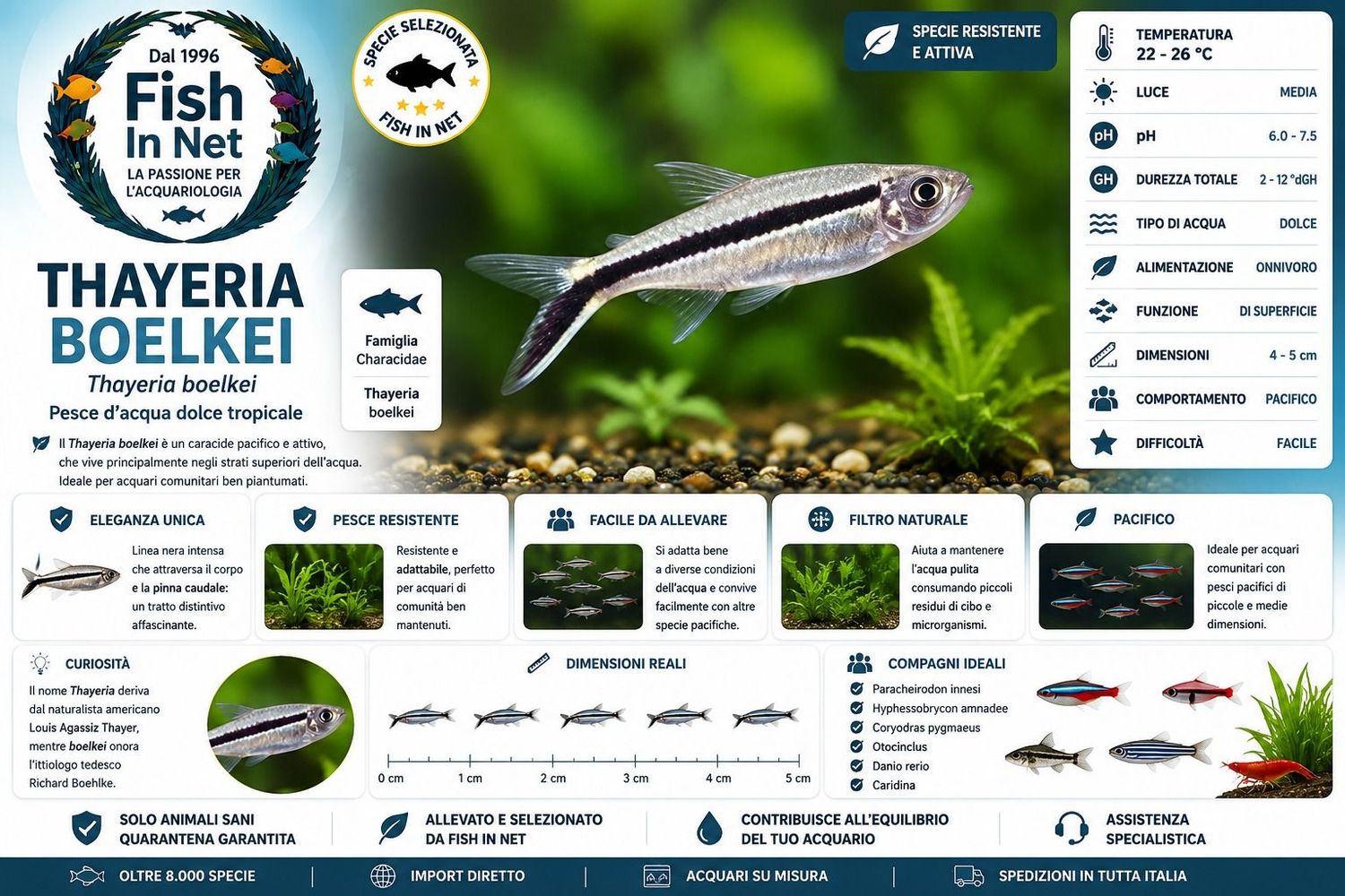 THAYERIA BOELKEI THAYERIA BOELKEI