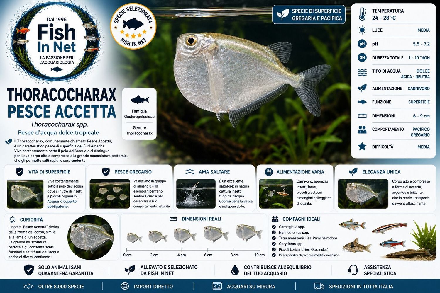 THORACOCHARAX PESCE ACCETTA