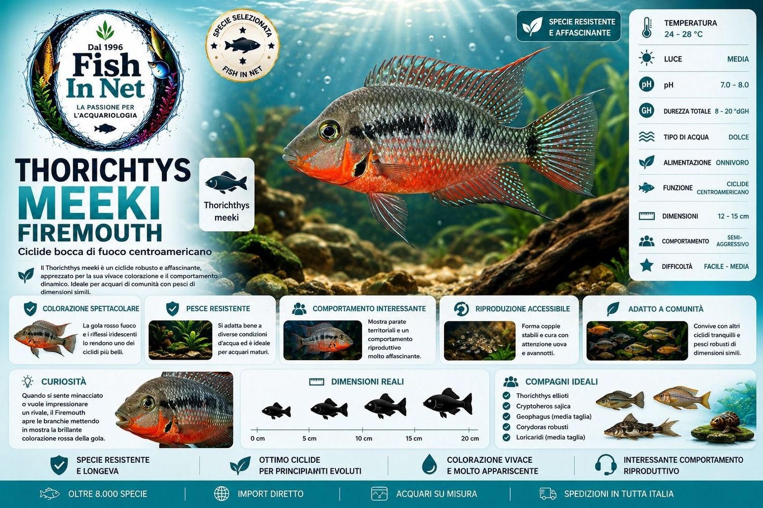 THORICHTYS MEEKI FIRE MOUTH THORICHTYS MEEKI FIRE MOUTH