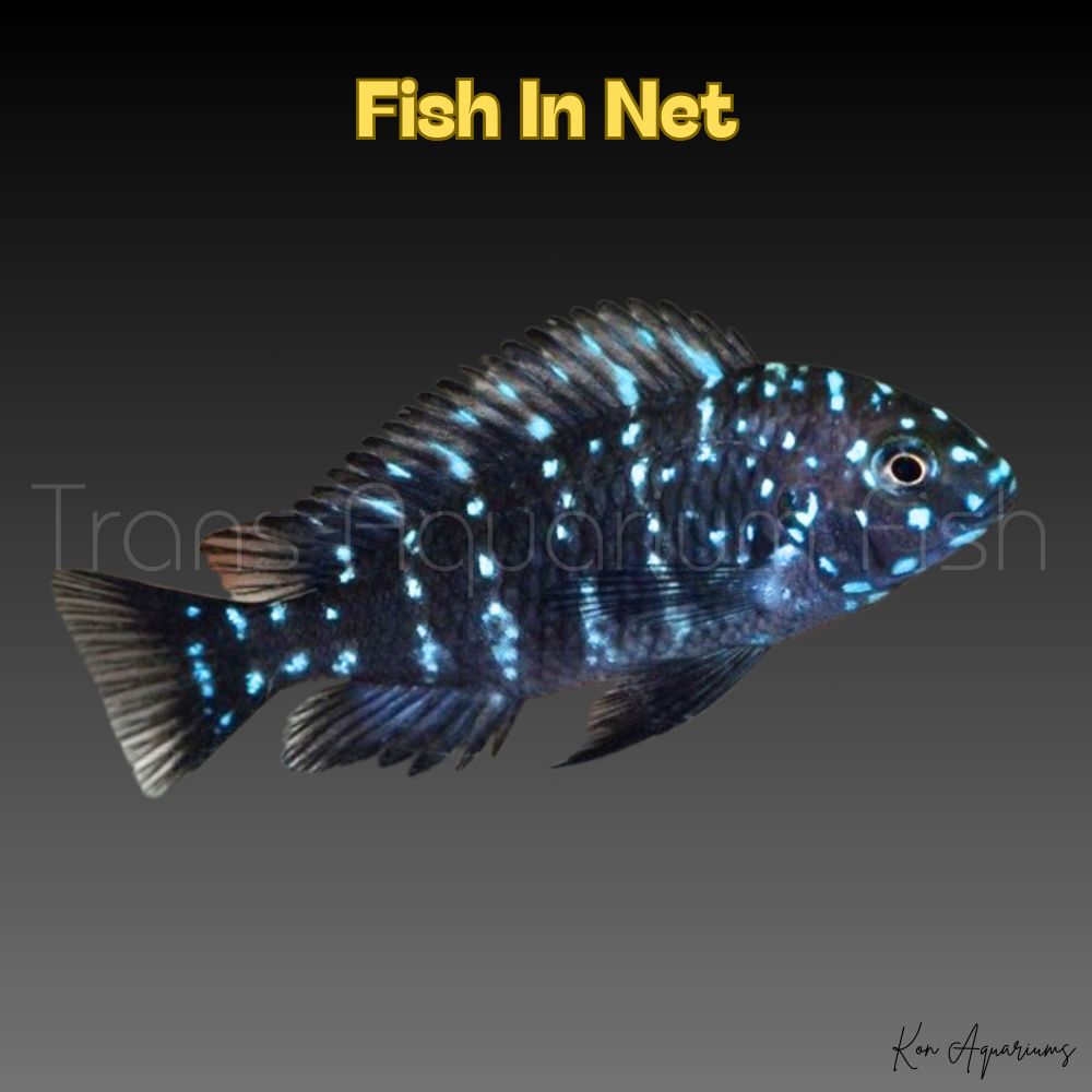 TROPHEUS DUBOISI SM TROPHEUS DUBOISI SM