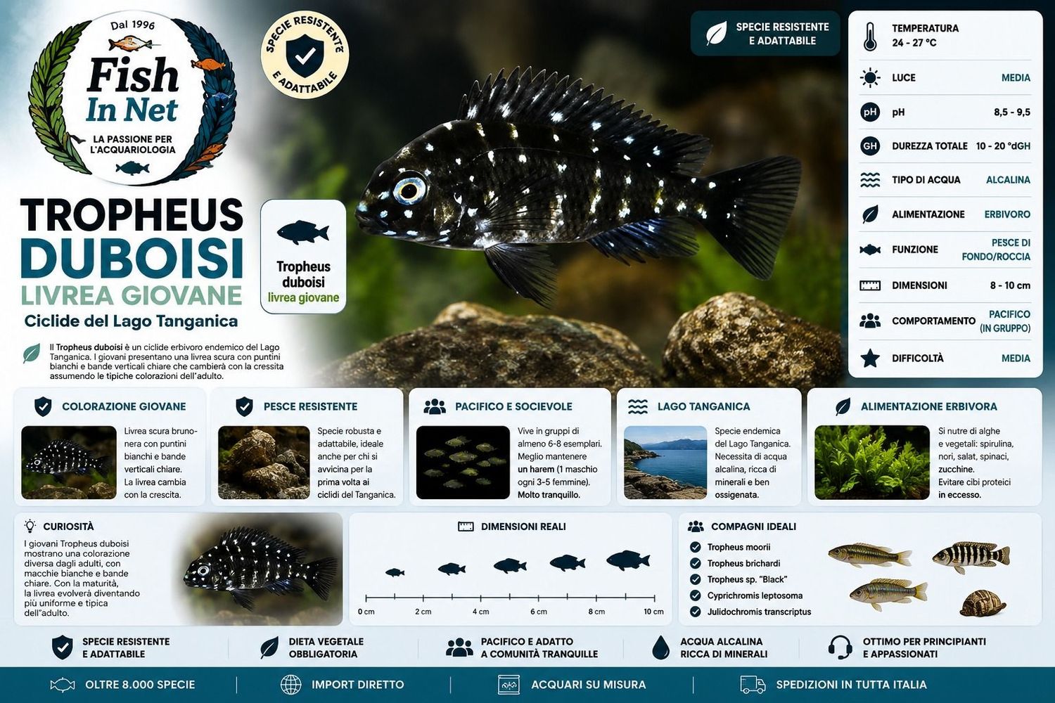 TROPHEUS DUBOISI SM TROPHEUS DUBOISI SM
