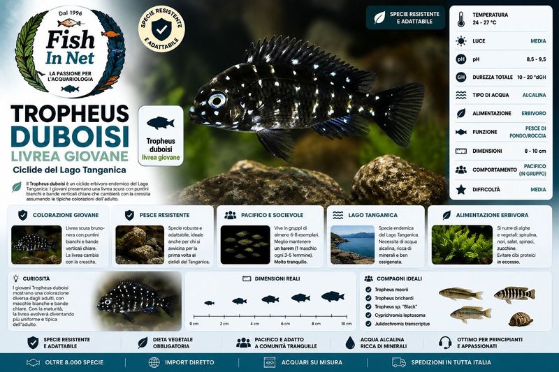 TROPHEUS DUBOISI  SM