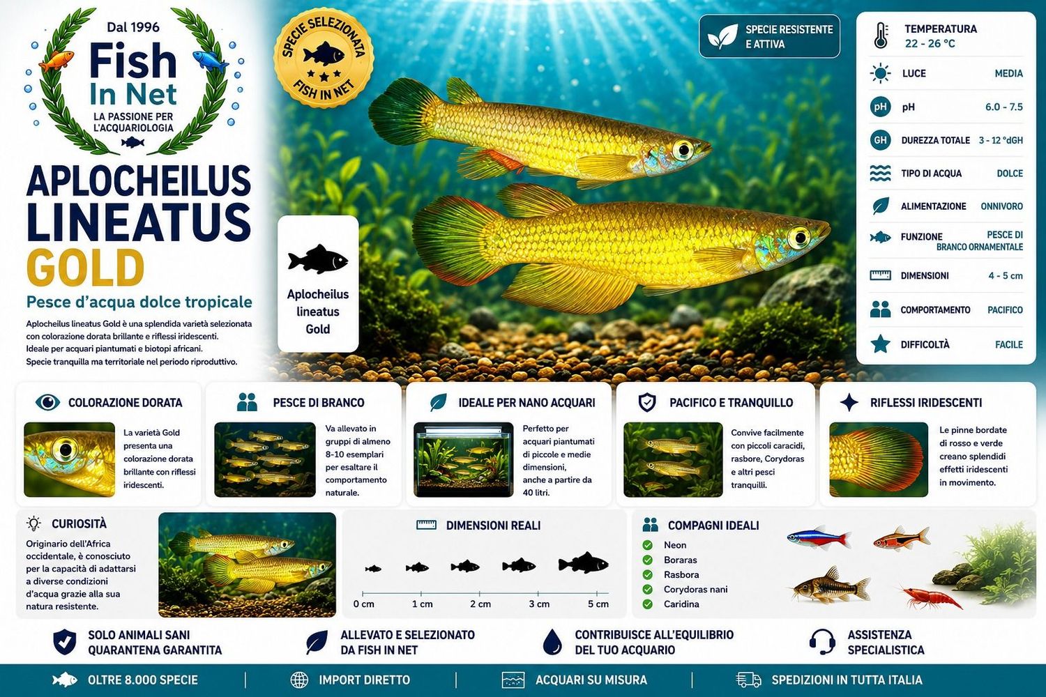 APLOCHEILUS LINEATUS GOLD APLOCHEILUS LINEATUS GOLD