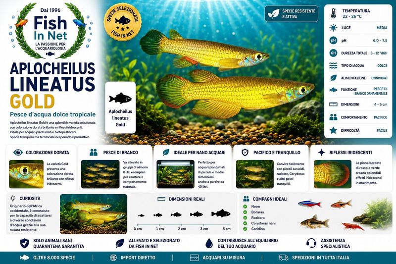 APLOCHEILUS LINEATUS GOLD