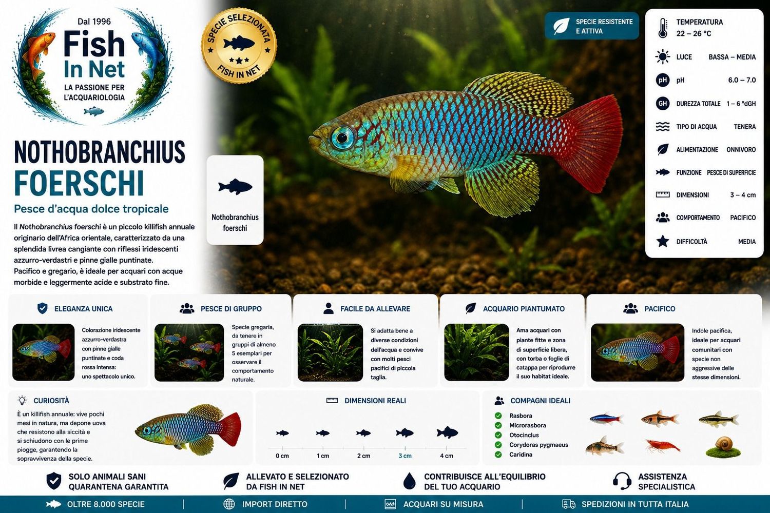NOTHOBRANCHIUS FOERSCHI NOTHOBRANCHIUS FOERSCHI