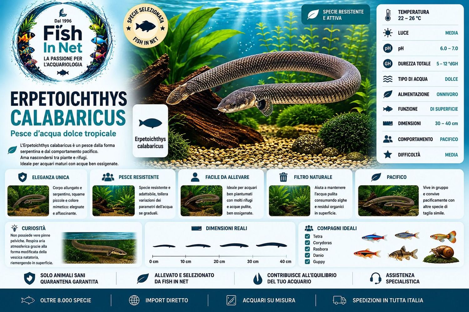 ERPETOICHTHYS CALABARICUS 15-20cm ERPETOICHTHYS CALABARICUS 15-20cm