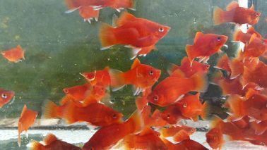 PLATY CORAL SNOW WHITE SWORD PLATY CORAL SNOW WHITE SWORD
