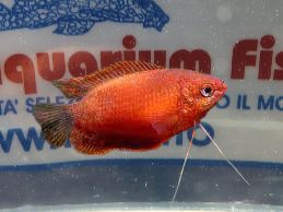 COLISA CHUNA RED
