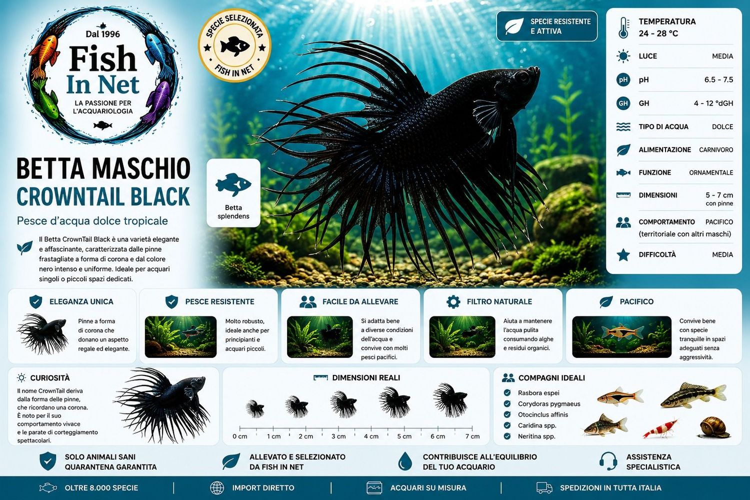 BETTA MASCHIO CROWNTAIL BLACK BETTA MASCHIO CROWNTAIL BLACK