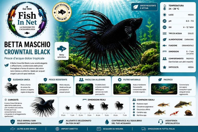 BETTA MASCHIO CROWNTAIL BLACK