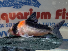 CORYDORAS DUPLICAREUS