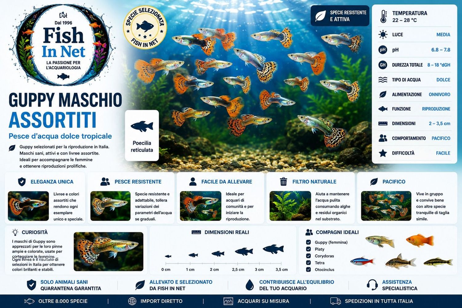 GUPPY MASCHIO ASSORTITI RIPRODUZIONE ITALIA