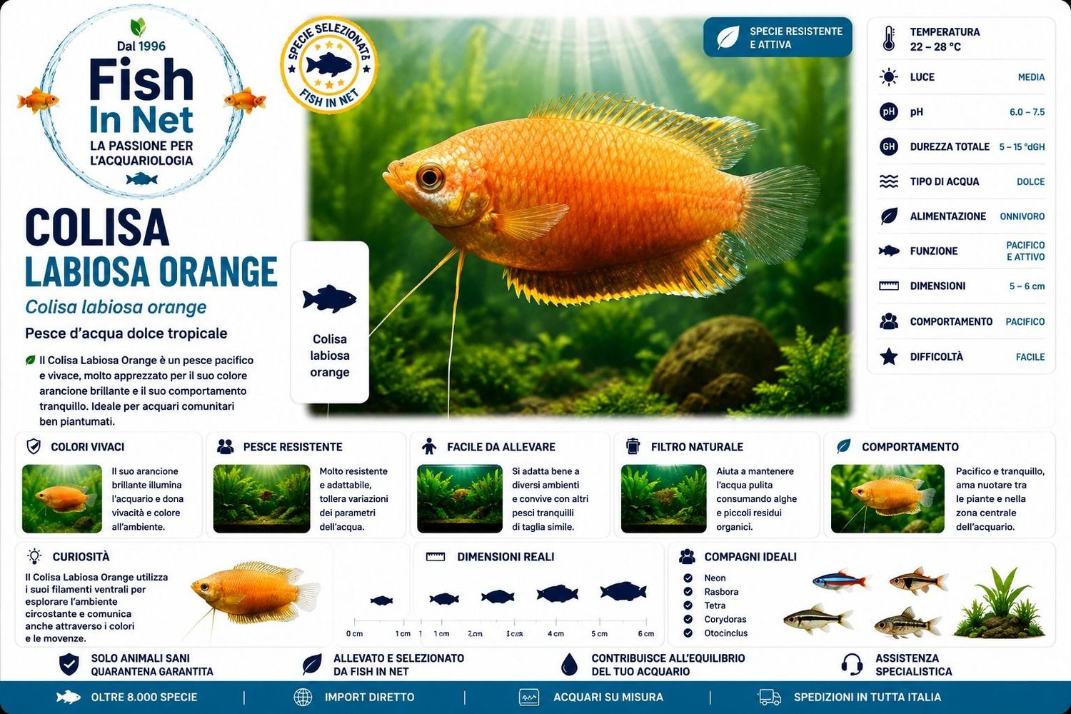 COLISA LABIOSA ORANGE L