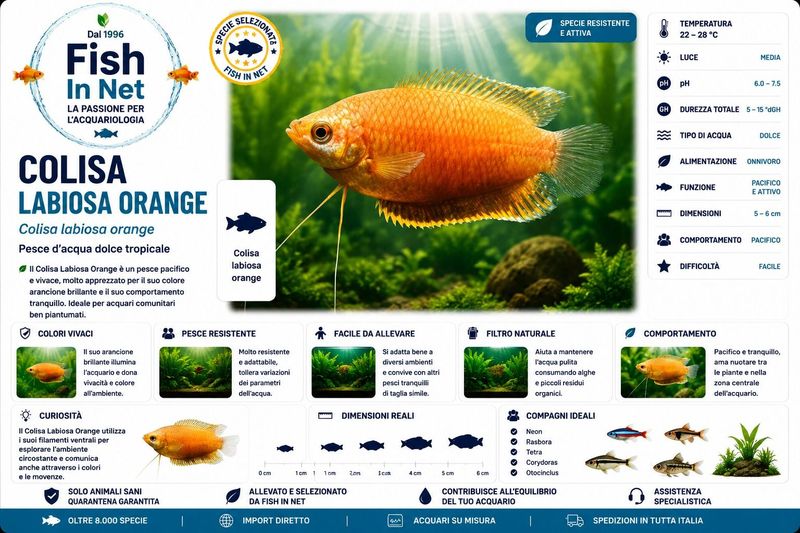 COLISA LABIOSA ORANGE L