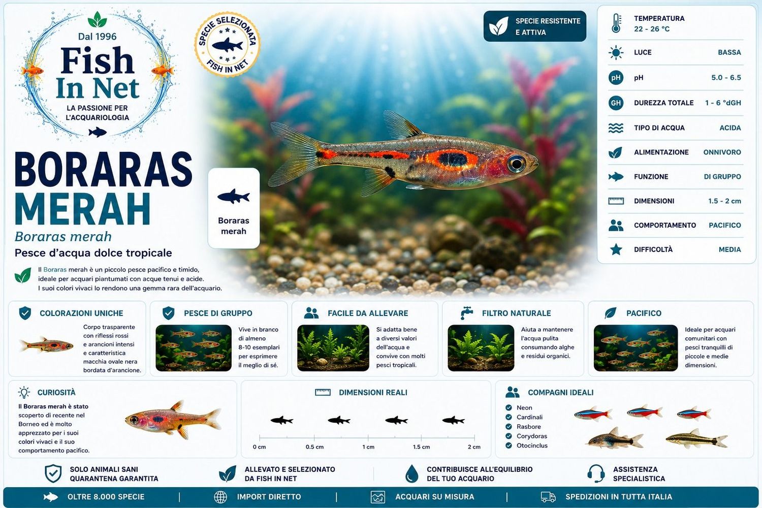 BORARAS MERAH