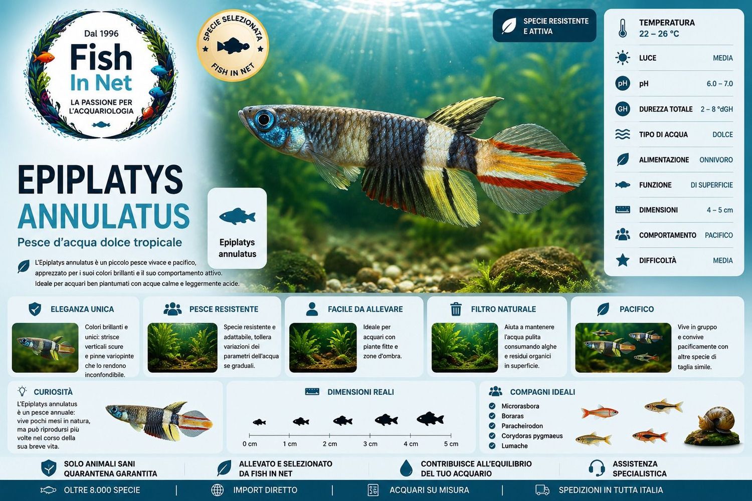 EPIPLATYS ANNULATUS MD EPIPLATYS ANNULATUS MD
