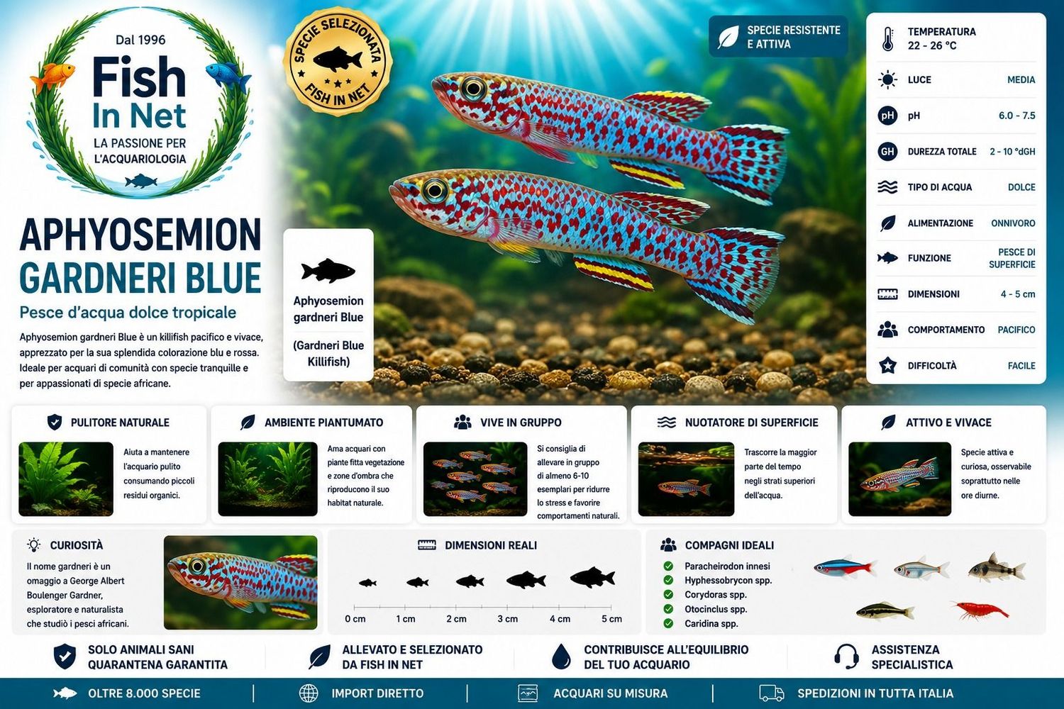 APHYOSEMION GARDNERI BLUE APHYOSEMION GARDNERI BLUE
