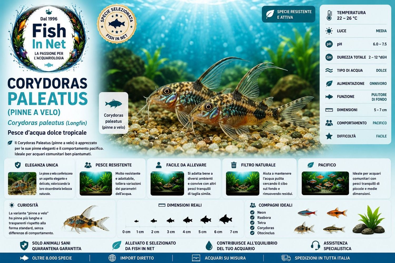 CORYDORAS PALEATUS PINNE A VELO CORYDORAS PALEATUS PINNE A VELO