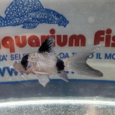 CORYDORAS PANDA PINNE A VELO