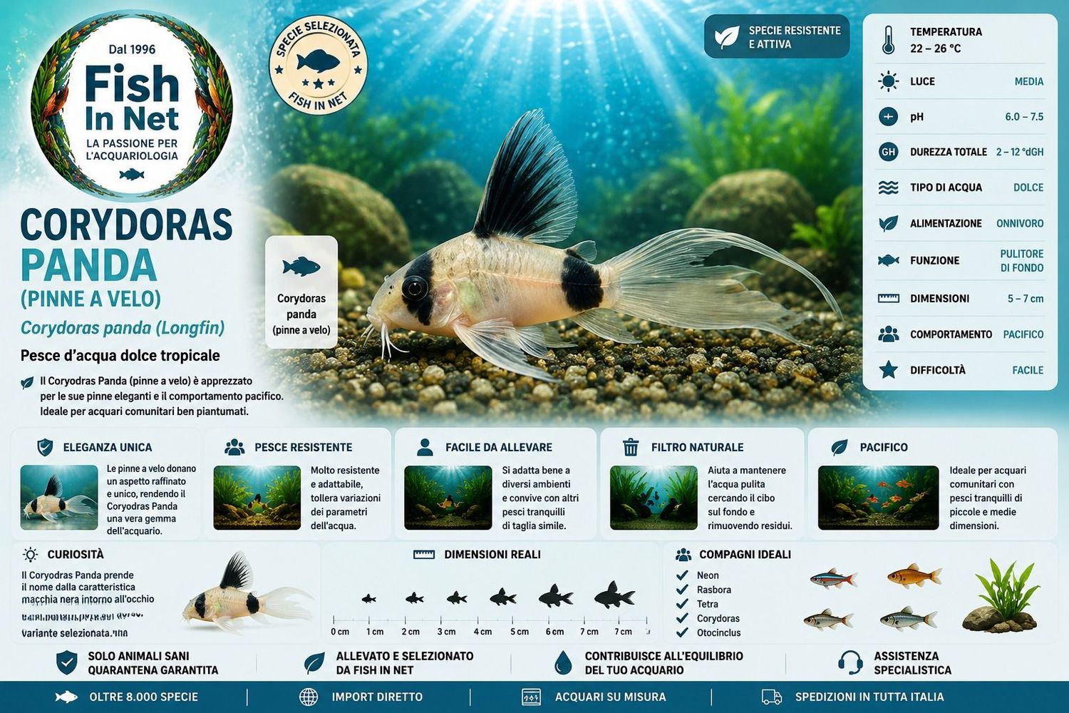CORYDORAS PANDA PINNE A VELO
