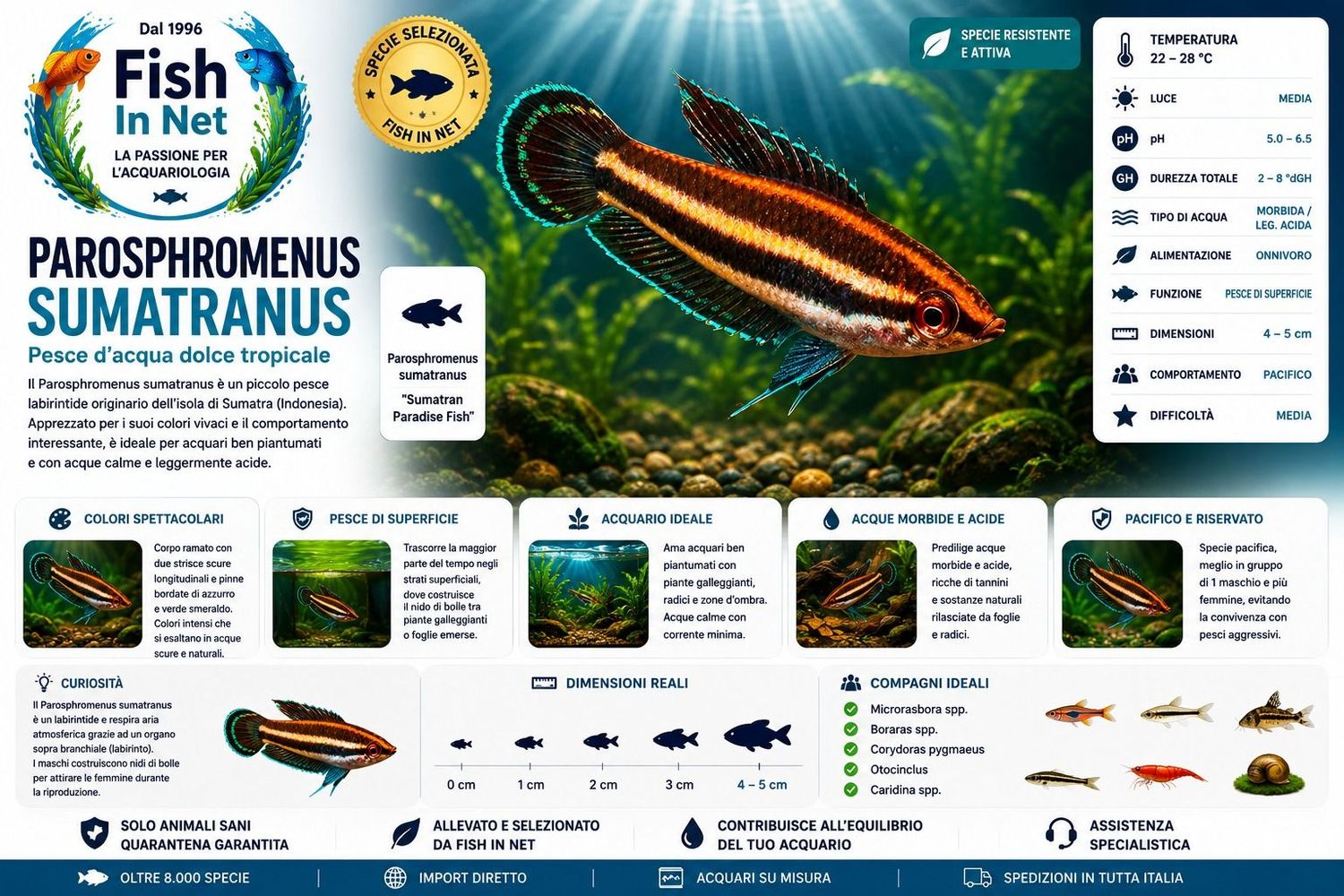 PAROSPHROMENUS SUMATRANUS PAROSPHROMENUS SUMATRANUS