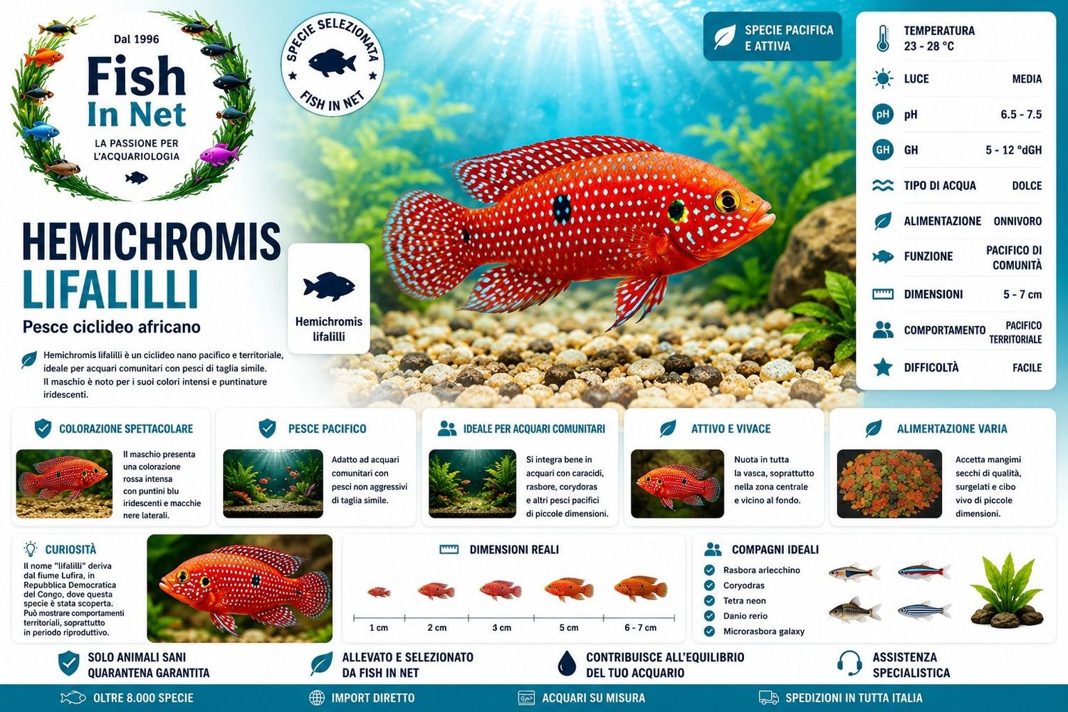 HEMICHROMIS LIFALILLI HEMICHROMIS LIFALILLI