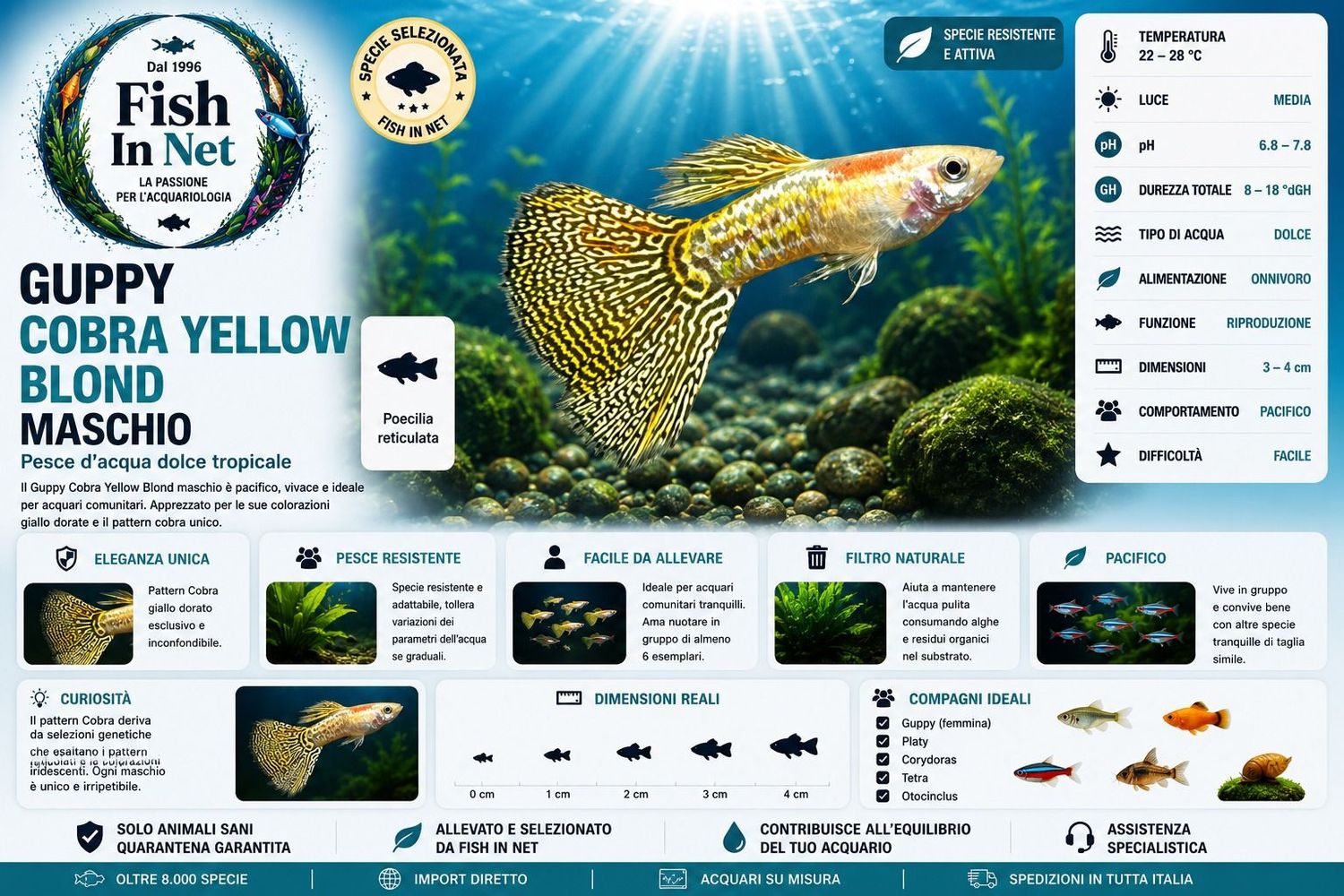 GUPPY MASCHIO COBRA YELLOW BLOND GUPPY MASCHIO COBRA YELLOW BLOND