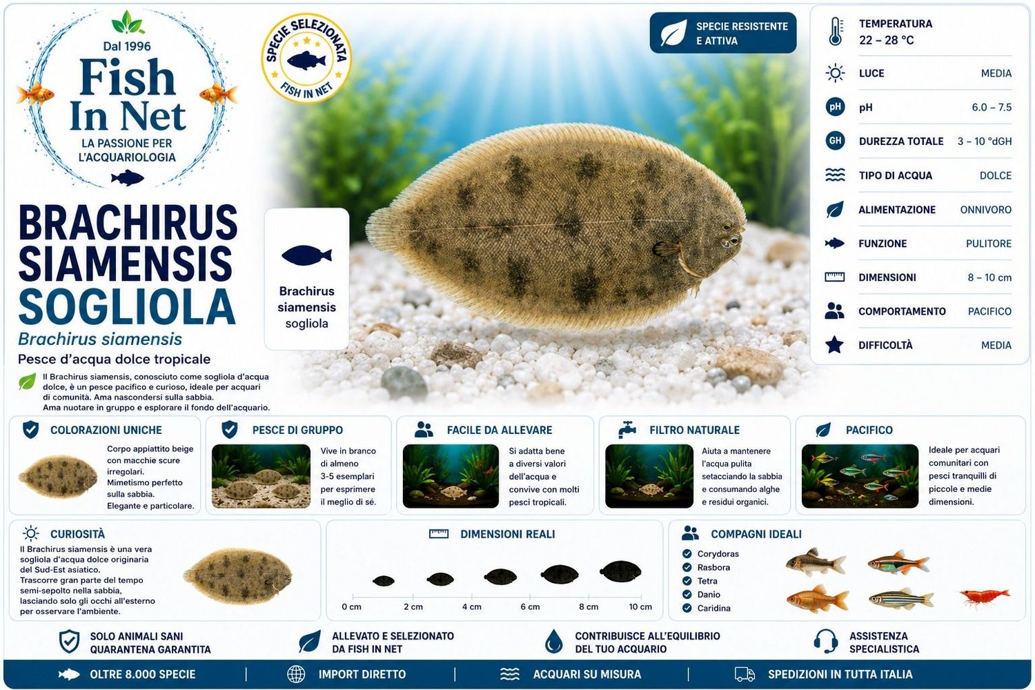 BRACHIRUS SIAMENSIS SOGLIOLA BRACHIRUS SIAMENSIS SOGLIOLA