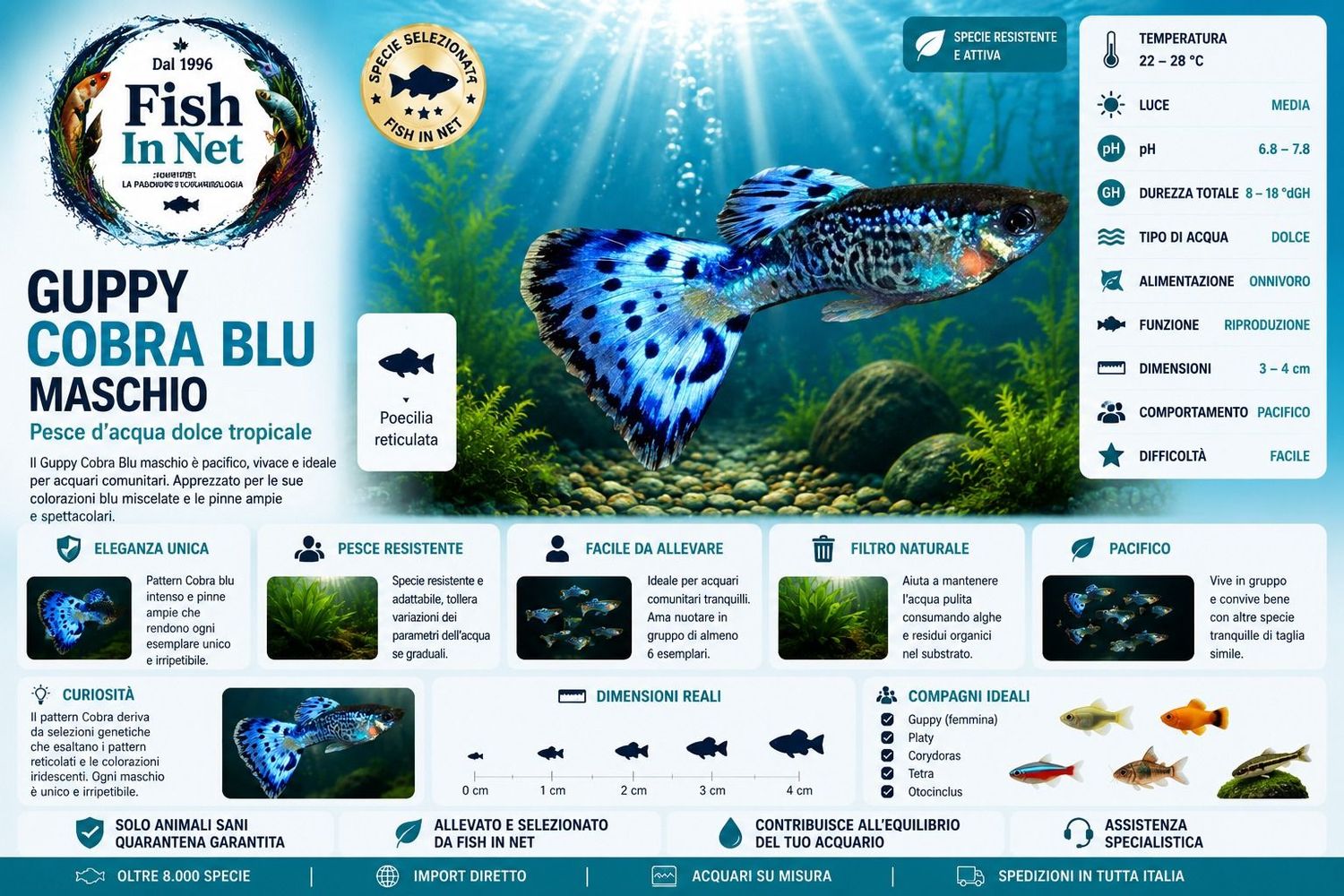 GUPPY COBRA BLU MASCHIO