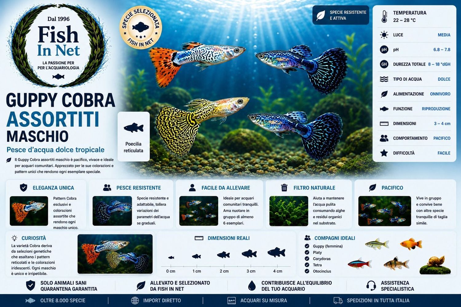GUPPY COBRA ASSORTITI MASCHIO