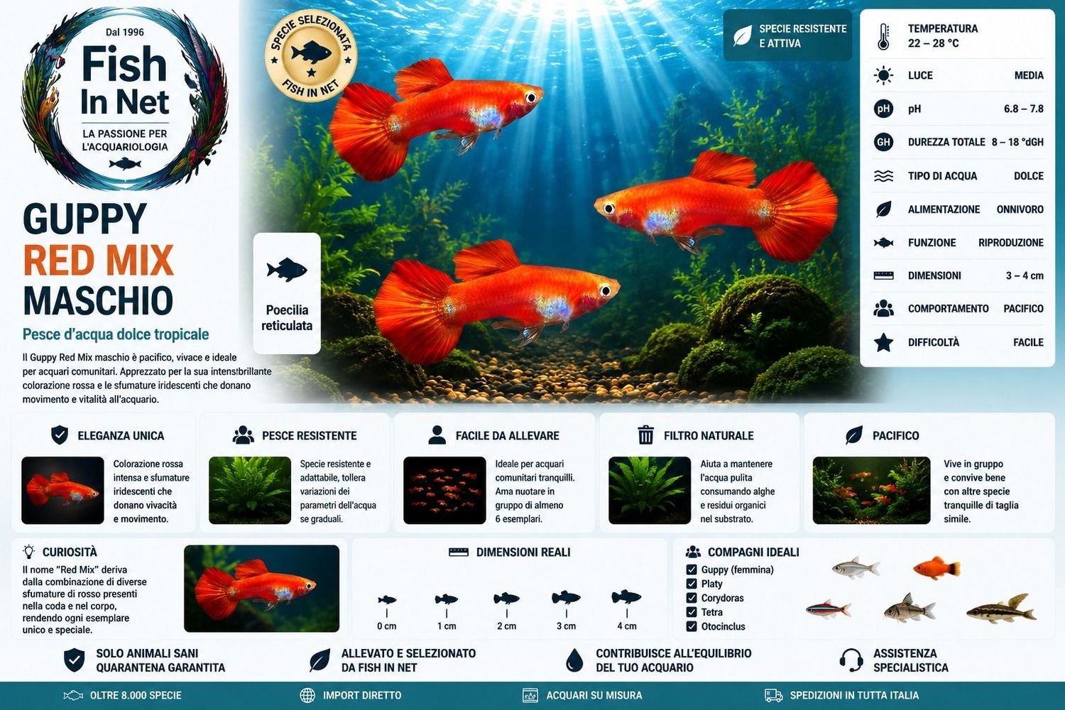 GUPPY MASCHIO RED MIX GUPPY MASCHIO RED MIX