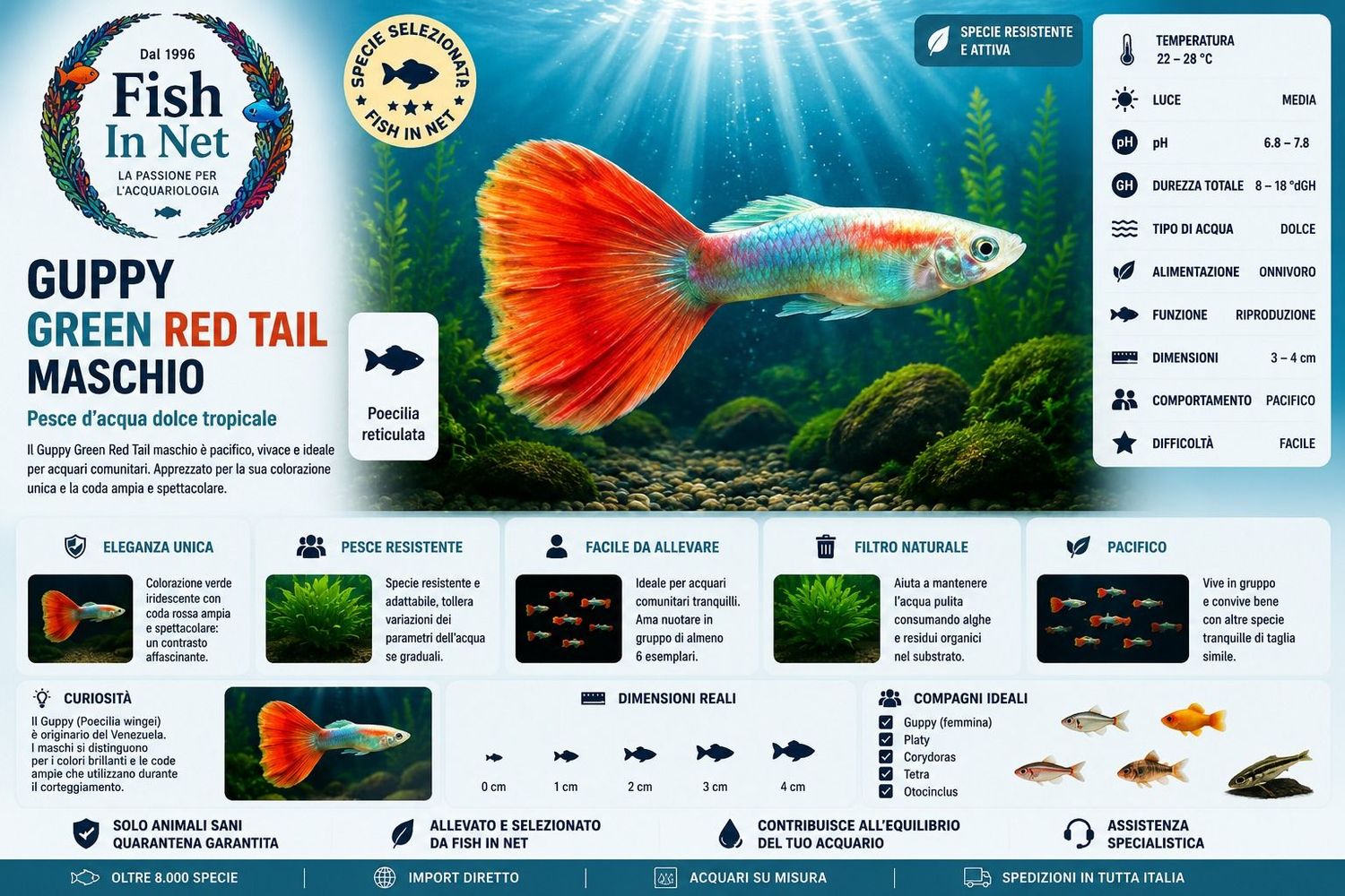 GUPPY MASCHIO GREEN RED TAIL GUPPY MASCHIO GREEN RED TAIL