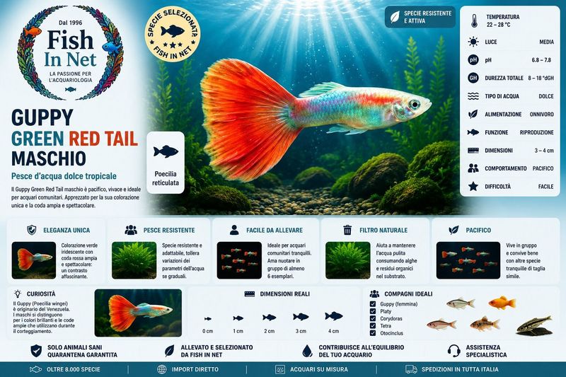 GUPPY MASCHIO GREEN RED TAIL