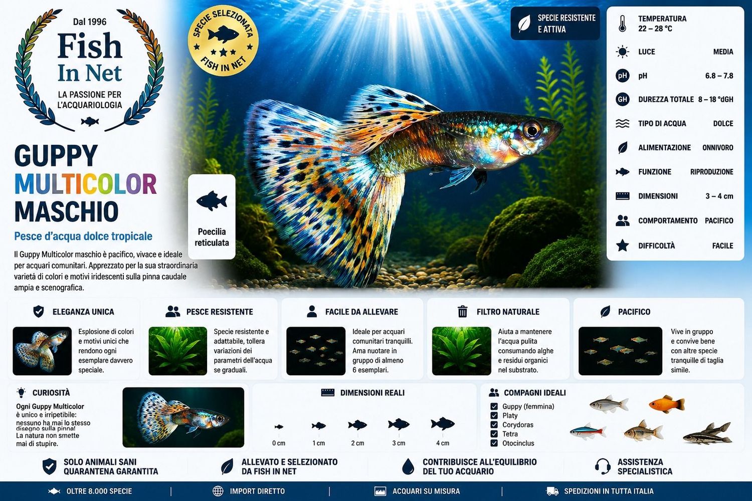 GUPPY MASCHIO MULTICOLOR GUPPY MASCHIO MULTICOLOR