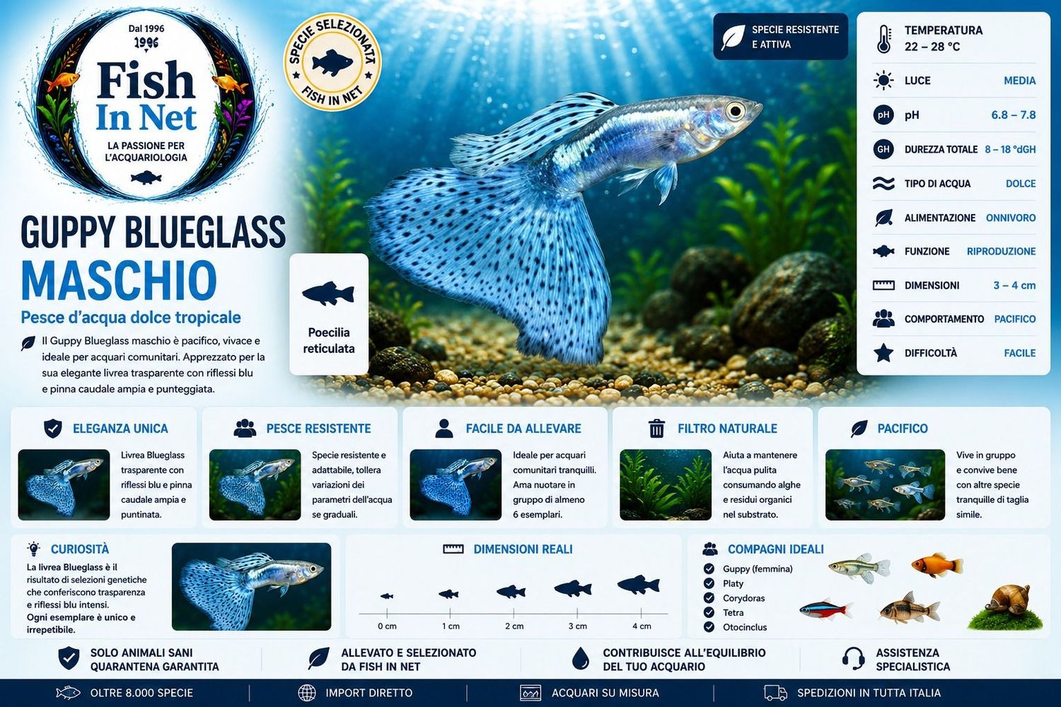GUPPY BLUEGLASS MASCHIO