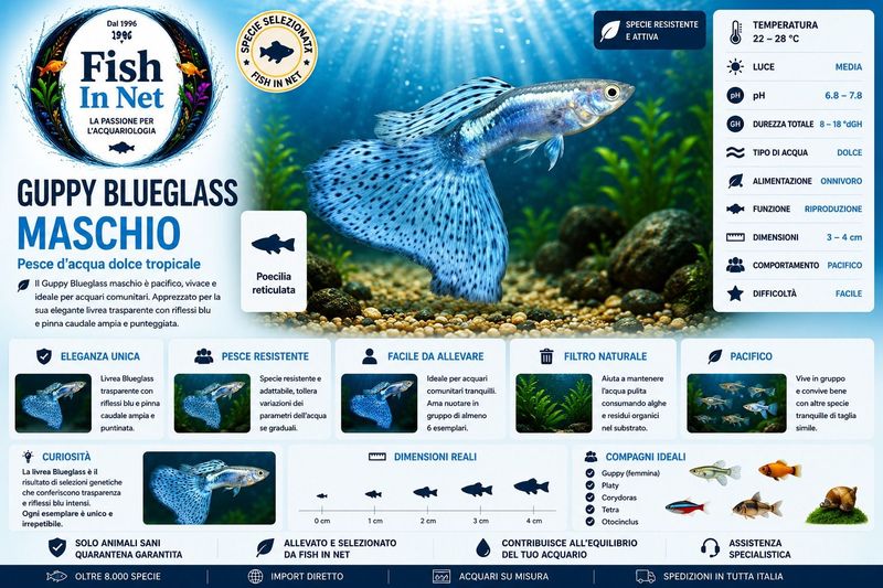 GUPPY BLUEGLASS MASCHIO