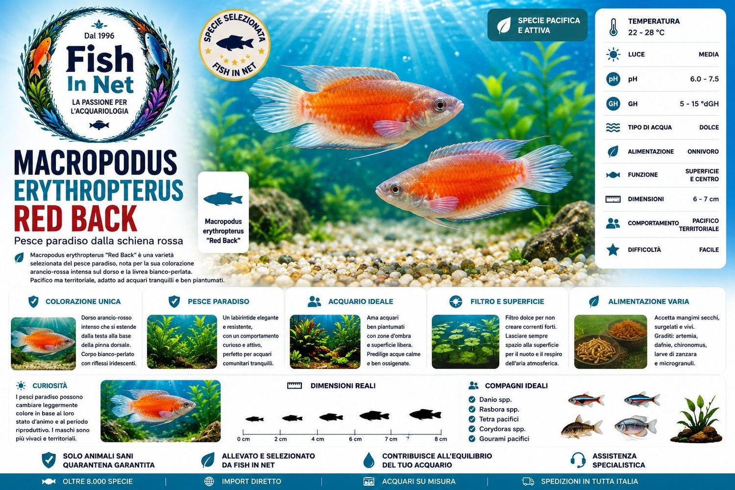 MACROPODUS ERYTHROPTERUS RED BACK MACROPODUS ERYTHROPTERUS RED BACK