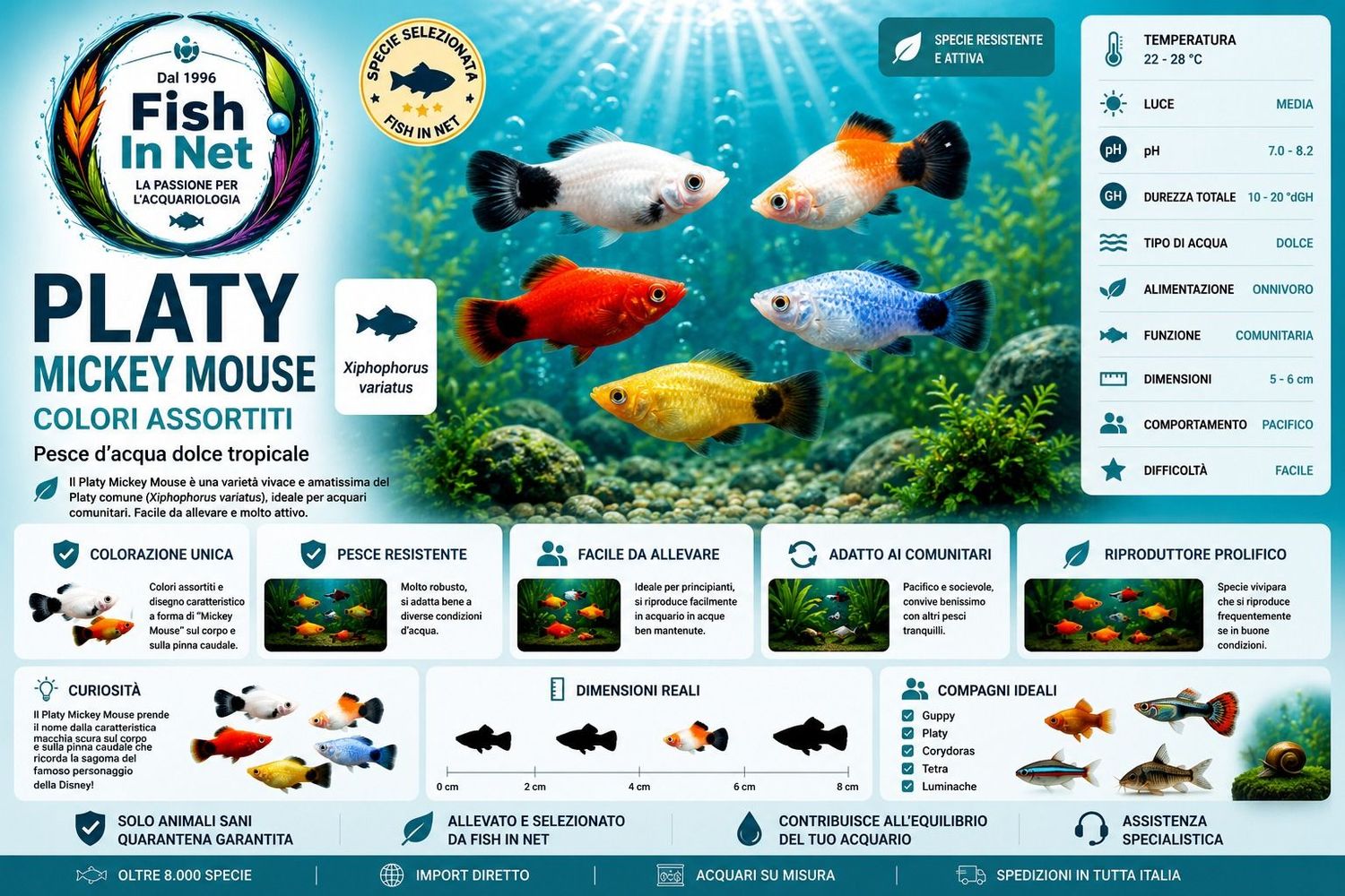 PLATY MICKEY MOUSE COLORI ASSORTITI PLATY MICKEY MOUSE COLORI ASSORTITI