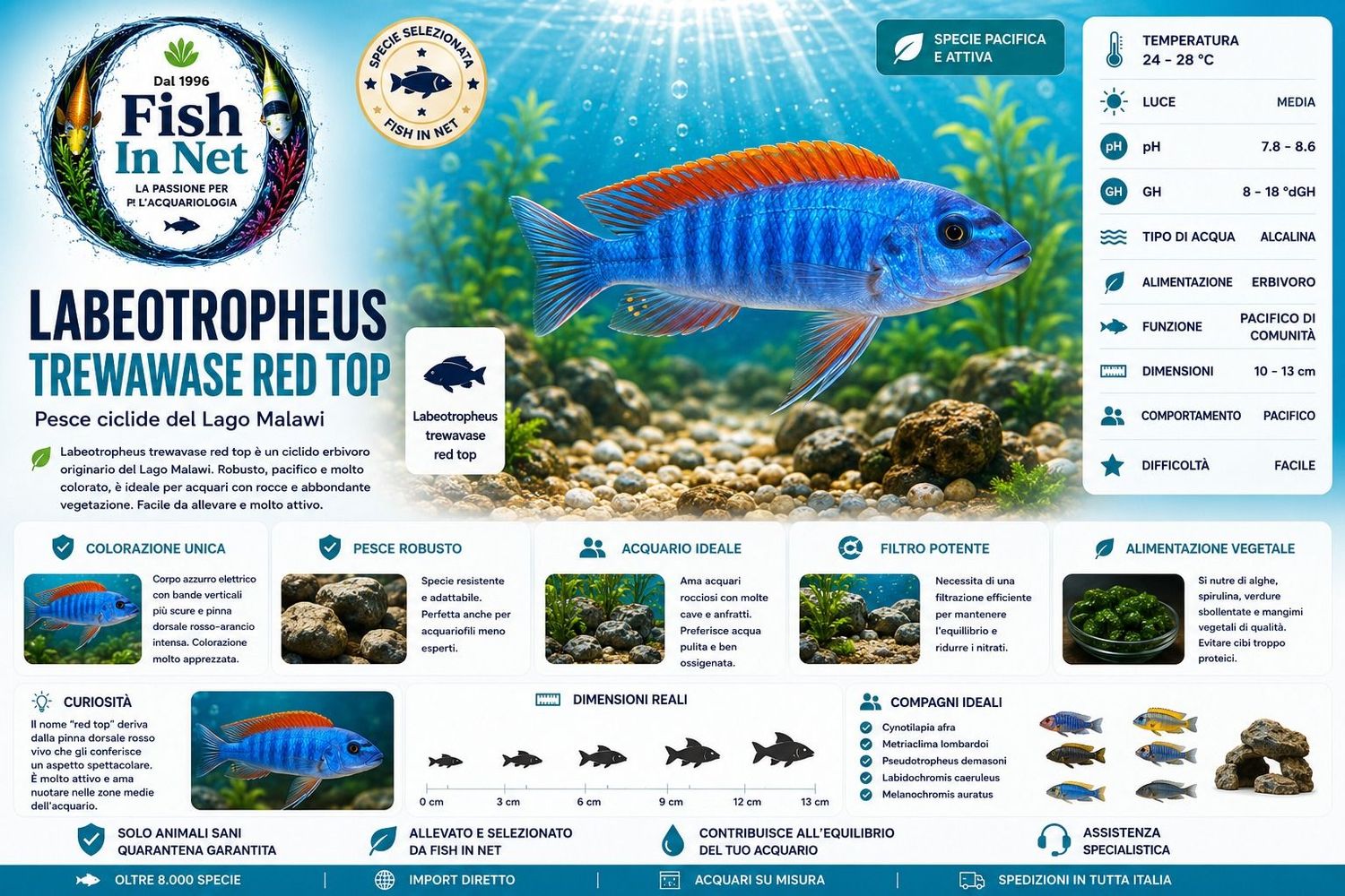 LABEOTROPHEUS TREWAWASE RED TOP 4CM. LABEOTROPHEUS TREWAWASE RED TOP 4CM.