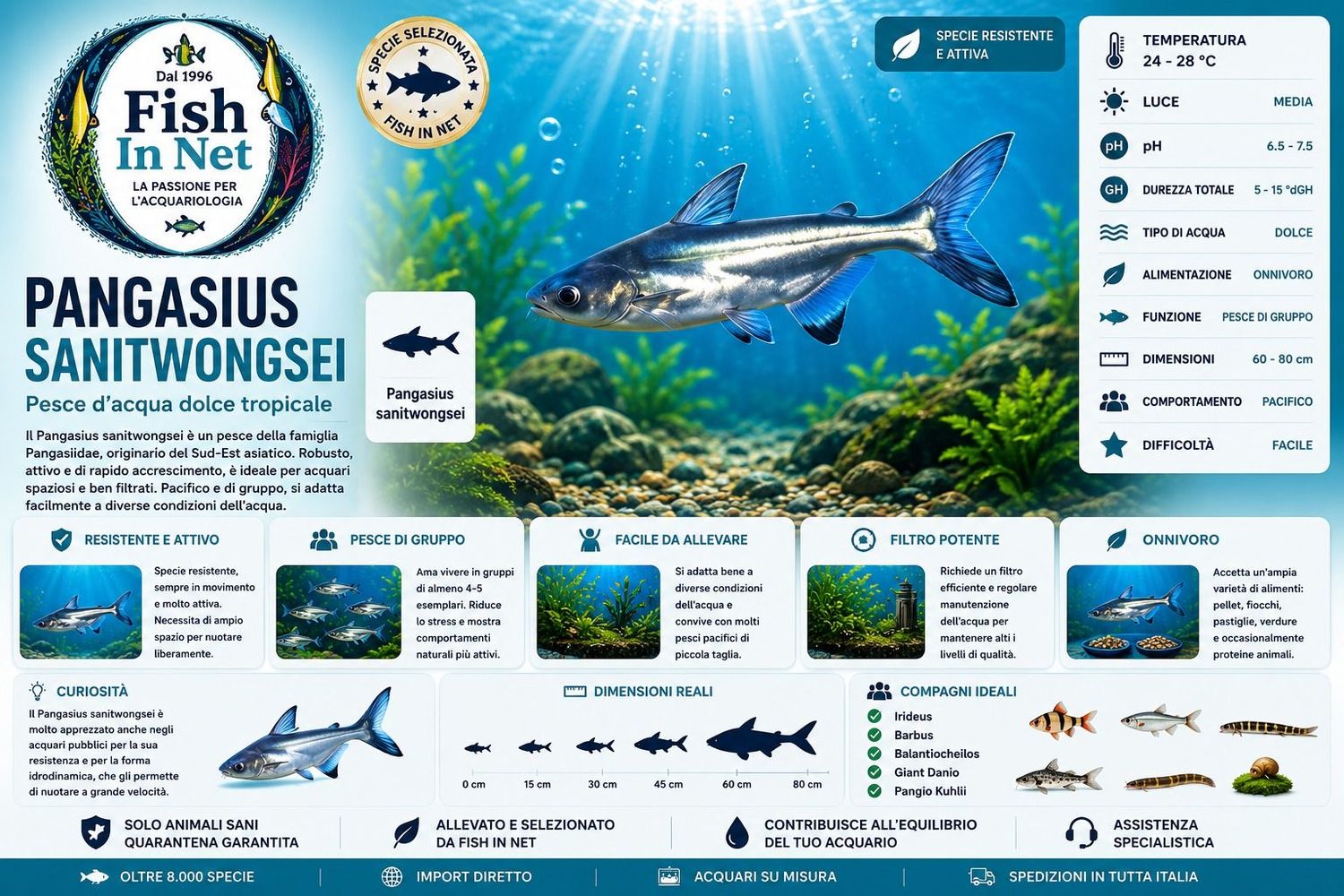 PANGASIUS SANITWONGSEI PANGASIUS SANITWONGSEI
